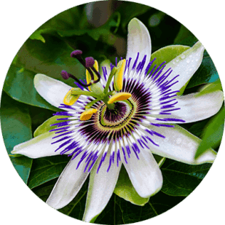 passion flower powder